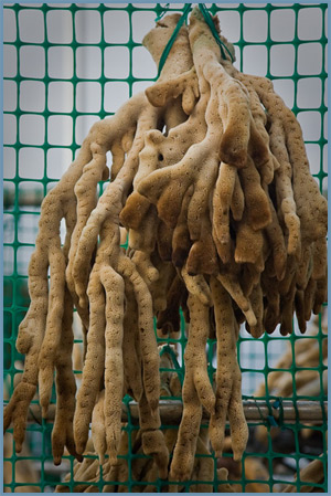 sponges in ocean. Brown tube sponge; sponges in ocean. would fish for sponges